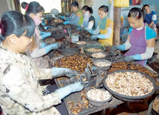 Lợi thế của cây điều trong khô hạn