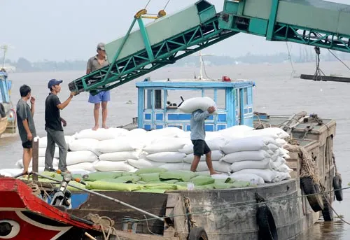 Xuất khẩu gạo giảm mạnh