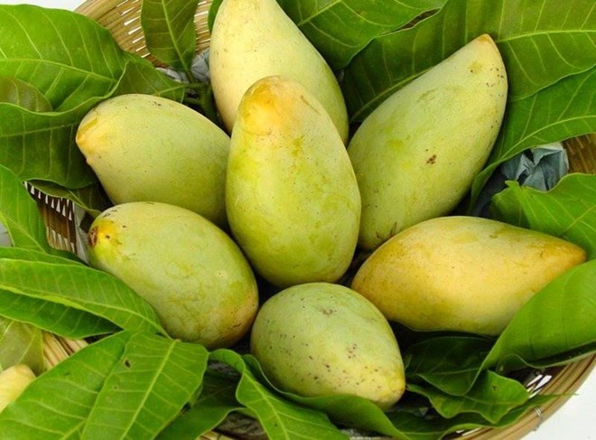 US to open door for Vietnamese mangoes. (Photo: VNA) US to open door for Vietnamese mangoes. (Photo: VNA)