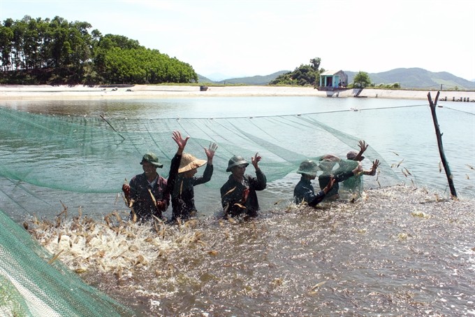 Farmers harvesting shrimp. Enhancing the quality of breeding shrimp will be critical to developing a world-recognised Vietnamese shrimp brand. (Photo: aquanetviet.com) Farmers harvesting shrimp. Enhancing the quality of breeding shrimp will be critical to developing a world-recognised Vietnamese shrimp brand. (Photo: aquanetviet.com)