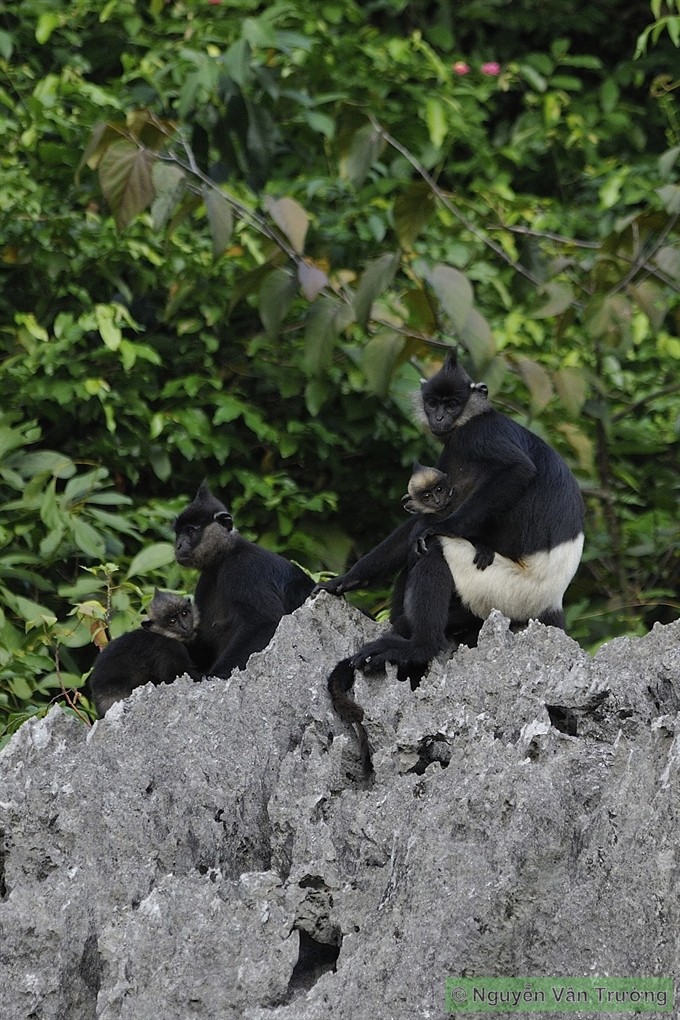 Việt Nam’s prized primate, the Delacour’s Langur. (Photo: VNS) Việt Nam’s prized primate, the Delacour’s Langur. (Photo: VNS)