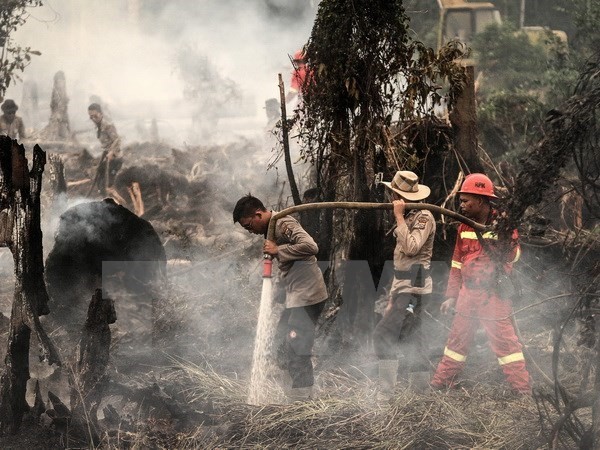 A forest fire in Indonesia (Photo: VNA) A forest fire in Indonesia (Photo: VNA)
