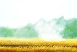 Mùi đồng