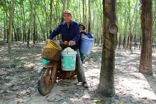 Trắng đêm cùng “vàng trắng”