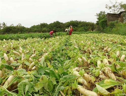 Farmers in southern Sóc Trăng Province’s Vĩnh Châu Commune are harvesting daikon. Poverty and near-poverty rates in the province are still high, especially in areas with ethnic minorities and along the border. VNA/VNS Photo Chanh Đa - TTXVN Farmers in southern Sóc Trăng Province’s Vĩnh Châu Commune are harvesting daikon. Poverty and near-poverty rates in the province are still high, especially in areas with ethnic minorities and along the border. VNA/VNS Photo Chanh Đa - TTXVN