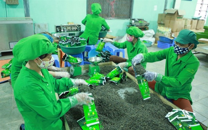 Tea processing at Tân Cương Hoàng Bình Group in the northern Thái Nguyên Province. Although tea exports increased nearly 5 per cent in volume to touch 69,000 tonnes, its export value dropped over 2 per cent in the first seven months of the year, compared with the same period last year.-- VNA/VNS Photo Hoàng Hùng Tea processing at Tân Cương Hoàng Bình Group in the northern Thái Nguyên Province. Although tea exports increased nearly 5 per cent in volume to touch 69,000 tonnes, its export value dropped over 2 per cent in the first seven months of the year, compared with the same period last year.-- VNA/VNS Photo Hoàng Hùng