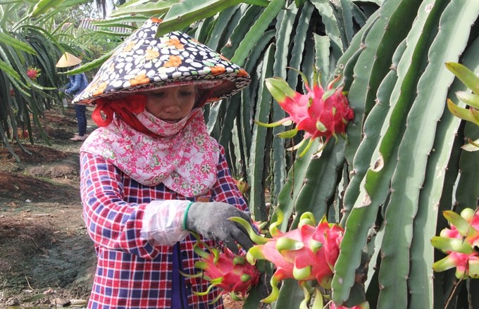 The export value of domestic fruits and vegetables is expected to reach US$2.5 billion this year, surpassing the value of rice exports for the first time, the Ministry of Agriculture and Rural Development (MARD) announced. — VNA/VNS Photo The export value of domestic fruits and vegetables is expected to reach US$2.5 billion this year, surpassing the value of rice exports for the first time, the Ministry of Agriculture and Rural Development (MARD) announced. — VNA/VNS Photo