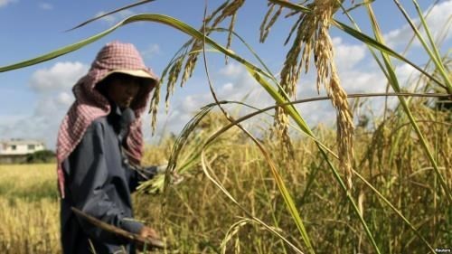 A farmer works in a rice paddy field outside Phnom Penh, Cambodia. (Photo: Reuters) A farmer works in a rice paddy field outside Phnom Penh, Cambodia. (Photo: Reuters)