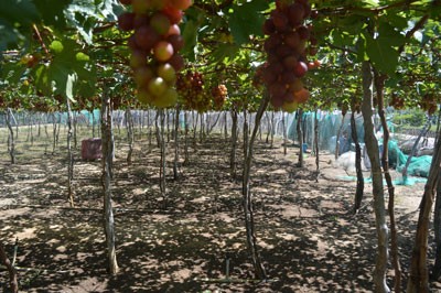 A grape garden in Ninh Thuan Province (Photo: KK) A grape garden in Ninh Thuan Province (Photo: KK)