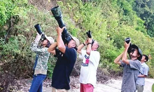 “Săn” chân dung voọc chà vá chân nâu ảnh 5 “Săn” chân dung voọc chà vá chân nâu ảnh 5