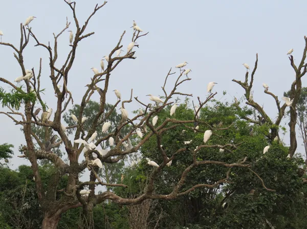Vũ điệu trên đảo Cò