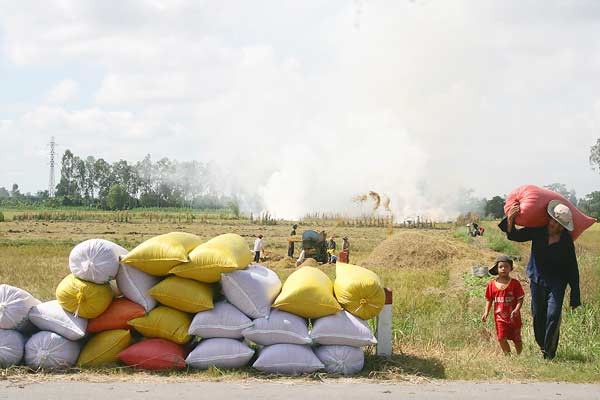 Farmers harvest rice in Vi Thuy district, Hau Giang province (Photo: SGGP) Farmers harvest rice in Vi Thuy district, Hau Giang province (Photo: SGGP)