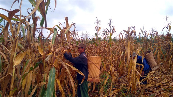Farmers in Đăk Smar Commune in the Central Highland’s province of Gia Lai, harvest maize. Farming households, especially those in remote areas, found it difficult to get bank loans because they had no mortages, thus they were struggling to escape the cycle of poverty. — VNA/VNS Photo Hoài Nam Farmers in Đăk Smar Commune in the Central Highland’s province of Gia Lai, harvest maize. Farming households, especially those in remote areas, found it difficult to get bank loans because they had no mortages, thus they were struggling to escape the cycle of poverty. — VNA/VNS Photo Hoài Nam
