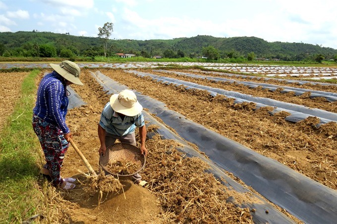Farmers of central Phú Yên Province’s Tuy An District in a watermelon field. Firms must meet stringent requirements related to hygiene and food safety standards, origin of products, and other trade barriers to enjoy export tariff benefits from the Trans-Pacific Partnership. (Photo: VNA/VNS) Farmers of central Phú Yên Province’s Tuy An District in a watermelon field. Firms must meet stringent requirements related to hygiene and food safety standards, origin of products, and other trade barriers to enjoy export tariff benefits from the Trans-Pacific Partnership. (Photo: VNA/VNS)