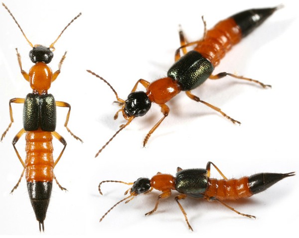 Rove beetle Rove beetle