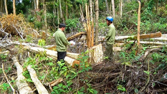 Ngang nhiên mua bán trái phép đất rừng