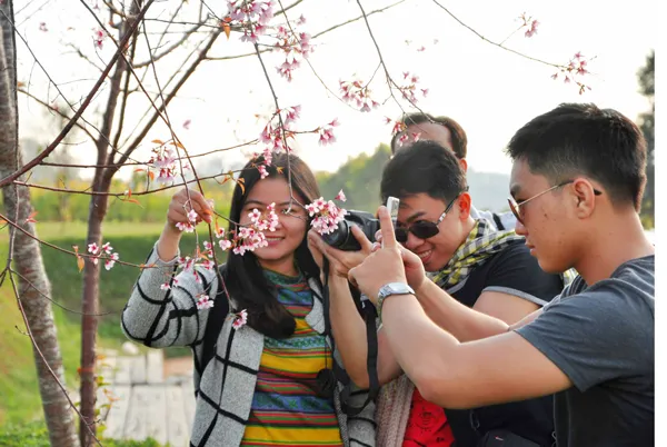 Lần đầu tiên tổ chức Ngày hội Hoa anh đào Đà Lạt