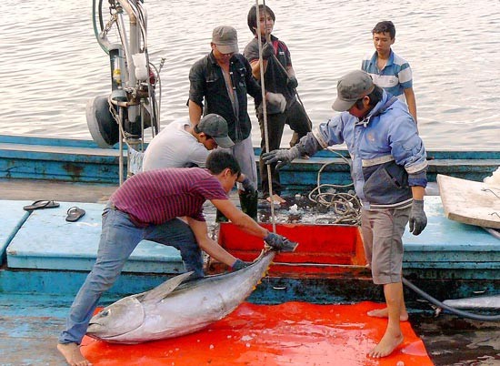Fishing tuna in the south central Vietnam (Photo: SGGP) Fishing tuna in the south central Vietnam (Photo: SGGP)