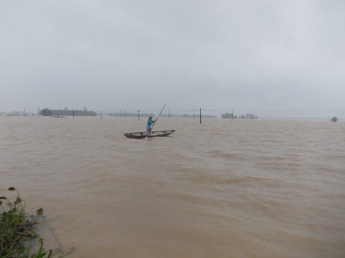 A citizen travels by boat in a submerged rice field in Quang Nam province (Photo: SGGP) A citizen travels by boat in a submerged rice field in Quang Nam province (Photo: SGGP)