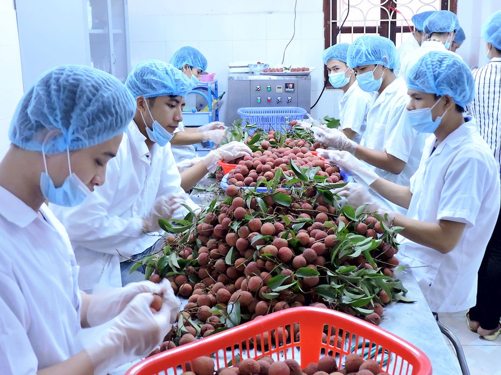 Thieu litchi, a specialty of the northern province of Bac Giang province, is processed at an irradiation plant in Hanoi for exports to Australia (Photo: SGGP) Thieu litchi, a specialty of the northern province of Bac Giang province, is processed at an irradiation plant in Hanoi for exports to Australia (Photo: SGGP)