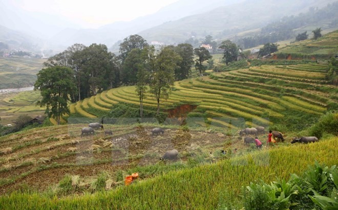 A terraced rice field in Sa Pa (Photo: VNA) A terraced rice field in Sa Pa (Photo: VNA)
