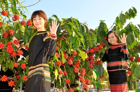 The sixth coffee festival will be open in Buon Me Thuot city. The sixth coffee festival will be open in Buon Me Thuot city.