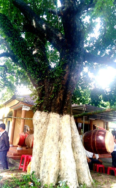 Hundred- old “thi” tree (diospyros decandra) Hundred- old “thi” tree (diospyros decandra)