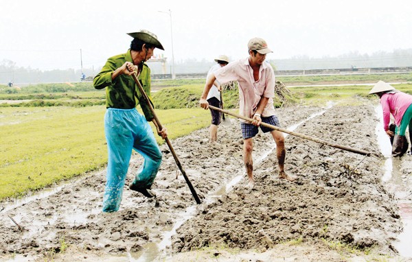 Farmers in Nui Thanh DIstrict in the central province of Quang Nam work in the field to restore production soon after flood (Photo SGGP) Farmers in Nui Thanh DIstrict in the central province of Quang Nam work in the field to restore production soon after flood (Photo SGGP)