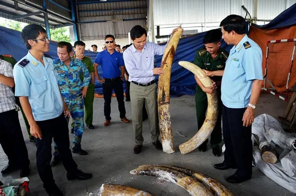 Phát hiện hơn nửa tấn ngà voi tại cảng Cát Lái