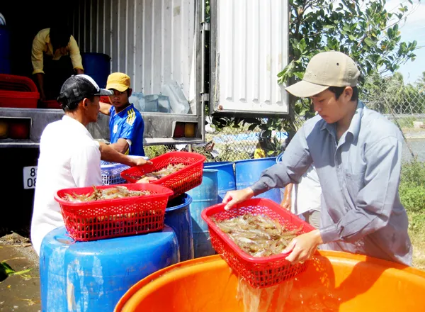 ĐBSCL: Tôm tăng giá, nhà máy thiếu nguyên liệu hoạt động