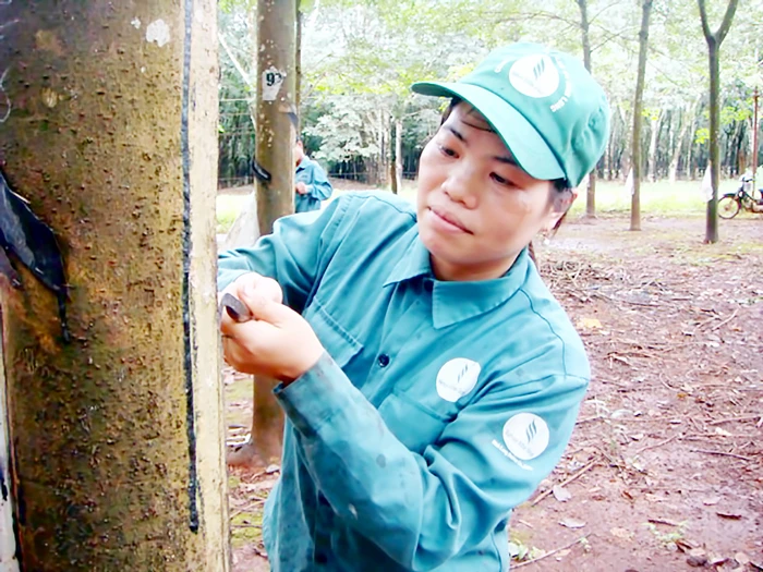 “Cây sáng kiến” của Nông trường Bình Minh