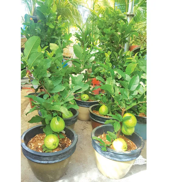 Trồng thành công giống ổi mới trong chậu nhỏ siêu trái
