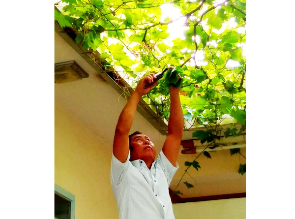 Trồng nho sạch ở TPHCM
