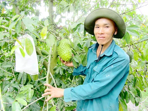 Khởi nghiệp từ trái mãng cầu xiêm