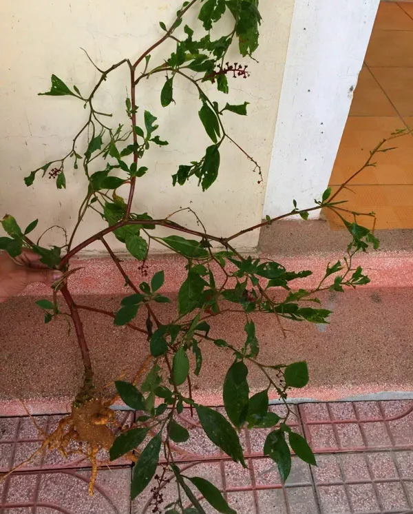 Bị ngộ độc nghi do ăn phải sâm lạ