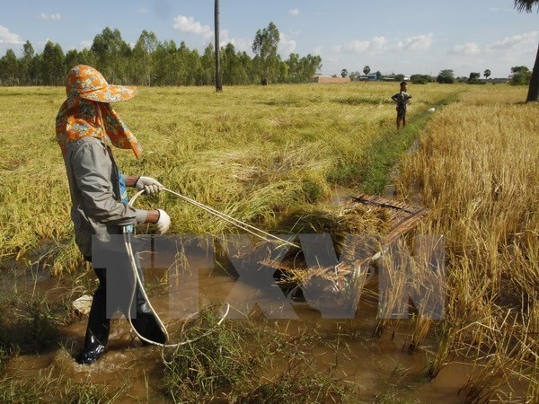 Illustrative image. (Source: AFP/VNA) Illustrative image. (Source: AFP/VNA)