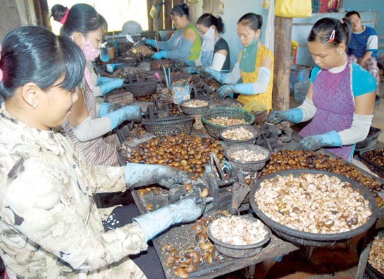 Cashew output will be less than .(Photo:SGGP) Cashew output will be less than .(Photo:SGGP)