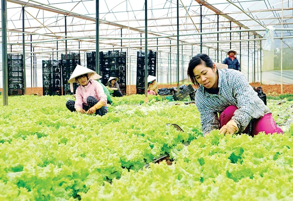 Hiệu quả mô hình sản xuất mới