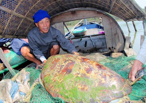 The 50 kilogram turtle on the boat of Mr. Cuong on March 2 (Photo: SGGP) The 50 kilogram turtle on the boat of Mr. Cuong on March 2 (Photo: SGGP)