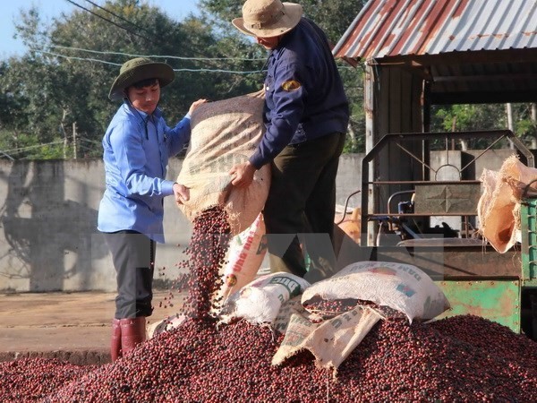 Coffee beans harvested in Dak Lak (Photo: VNA) Coffee beans harvested in Dak Lak (Photo: VNA)