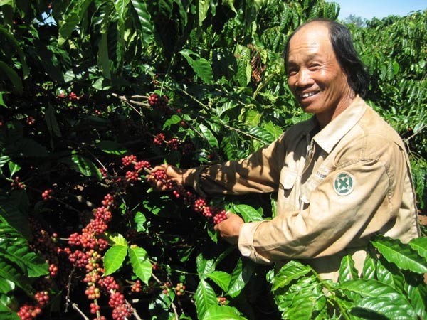 Dry weather reduces productivity and quality of the coffee plantation. Dry weather reduces productivity and quality of the coffee plantation.