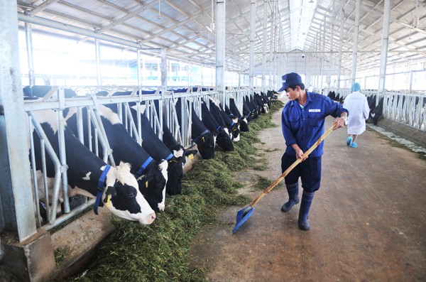 Cows are bred in the modern and hygienic farm (Photo: SGGP) Cows are bred in the modern and hygienic farm (Photo: SGGP)