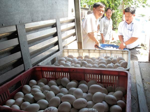 Duck eggs are transported on a truck. Poultry import quota is 600,612 eggs this year (Photo: SGGP) Duck eggs are transported on a truck. Poultry import quota is 600,612 eggs this year (Photo: SGGP)