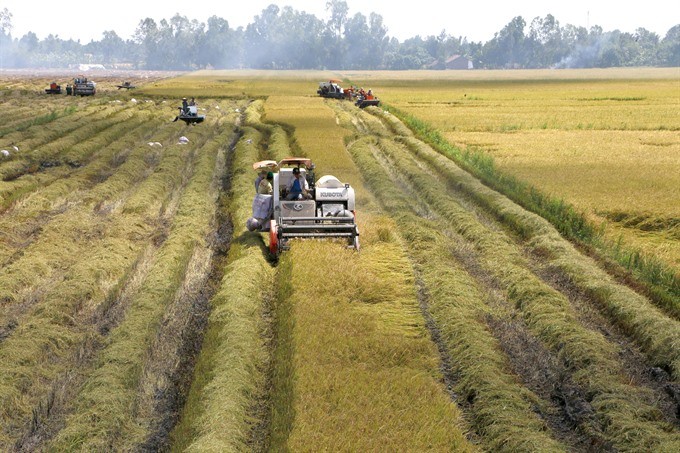 Farmers harvest rice in Vi DongCommune, Vi ThuyDistrict, the southern province of Hậu Giang. Prime Minister Nguyen Xuan Phuc has urged rice production reform to develop the sector in the Mekong Delta. – VNA/VNS Photo Duy Khương Farmers harvest rice in Vi DongCommune, Vi ThuyDistrict, the southern province of Hậu Giang. Prime Minister Nguyen Xuan Phuc has urged rice production reform to develop the sector in the Mekong Delta. – VNA/VNS Photo Duy Khương