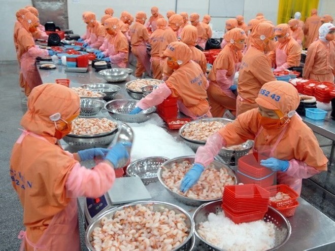 A prawn export processing line. Australia’s ban on Vietnamese prawn imports has ’seriously damaged’ the country’s aquaculture industry, which annually exports about US$55 million worth of uncooked prawns to Australia. (Photo: VNA/VNS) A prawn export processing line. Australia’s ban on Vietnamese prawn imports has ’seriously damaged’ the country’s aquaculture industry, which annually exports about US$55 million worth of uncooked prawns to Australia. (Photo: VNA/VNS)