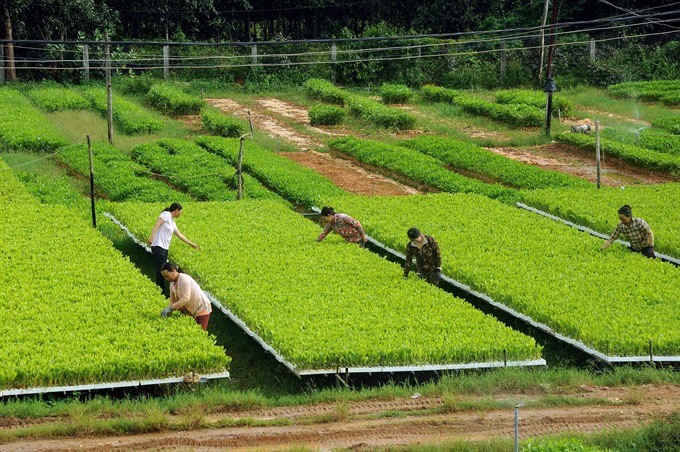 Seedlings are nursed at the garden of Hoa Don Ltd Company in central Bình Định Province for forestation. — VNA/VNS Photo Quang Quyet Seedlings are nursed at the garden of Hoa Don Ltd Company in central Bình Định Province for forestation. — VNA/VNS Photo Quang Quyet