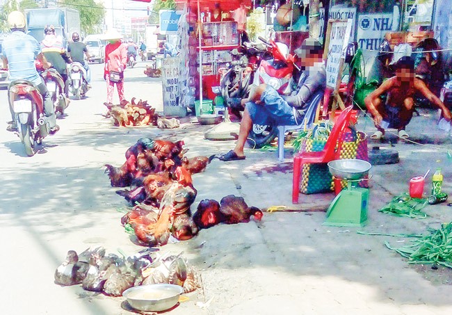 Illicit sales of poultry in streets without clear origin (Photo: SGGP) Illicit sales of poultry in streets without clear origin (Photo: SGGP)