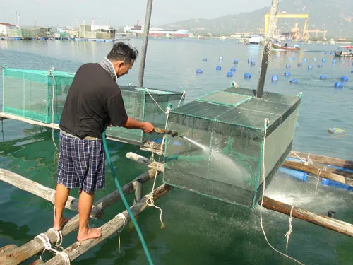Thủy sản chết hàng loạt, nghi do nước thải nhà máy đường ảnh 5 Thủy sản chết hàng loạt, nghi do nước thải nhà máy đường ảnh 5