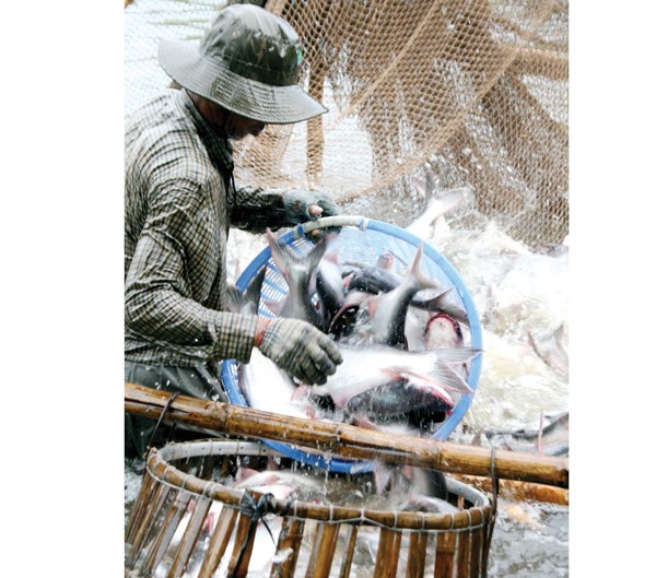 Farmers in the Mekong Delta harvest pangasius fish (Photo: SGGP) Farmers in the Mekong Delta harvest pangasius fish (Photo: SGGP)