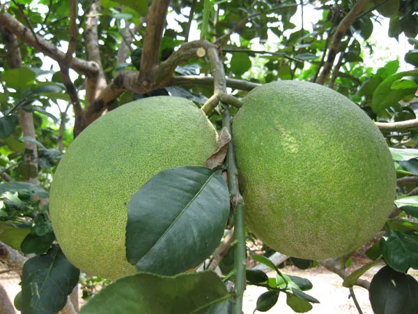 Sóc Trăng: Trộm cắp hoành hành vườn bưởi da xanh ảnh 1 Sóc Trăng: Trộm cắp hoành hành vườn bưởi da xanh ảnh 1